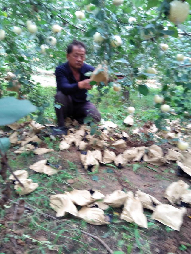 解說紙袋和膜袋蘋果