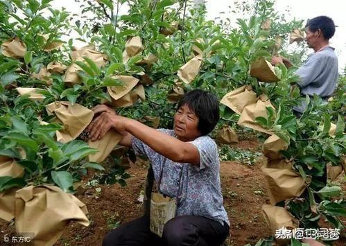 現(xiàn)在果園里的蘋果，為什么都會套上袋子？袋子中含有催熟蘋果的藥嗎？